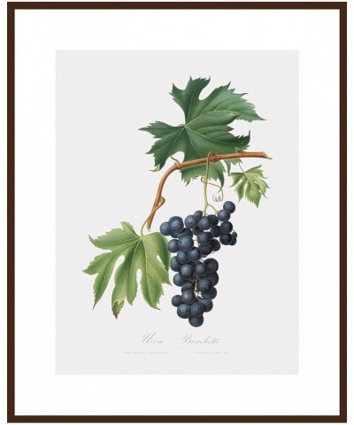 Uva Brachetto - Grape Walnut frame 24x32 $32.38 Designer