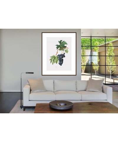 Uva Brachetto - Grape Walnut frame 24x32 $32.38 Designer