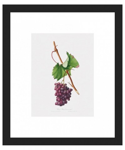 Uva Barbarossa - Grape Barberossa Black frame 6x8 $108.88 Rectangular