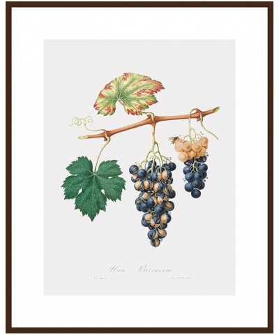 Uva Bizzaria - Summer Grape Walnut frame 24x32 $128.68 Rectangular