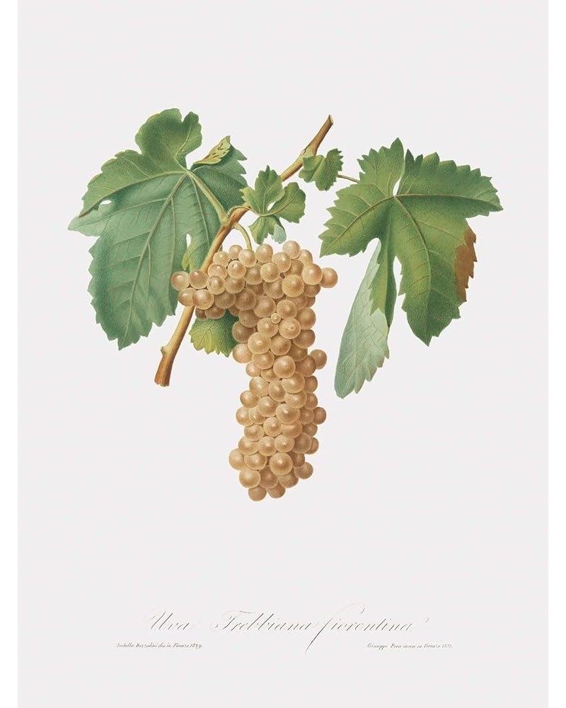 Uva Trebbiana Fiorentino - Trebbiano Grapes Print Only(Matte) 18x24 $148.48 Rectangular