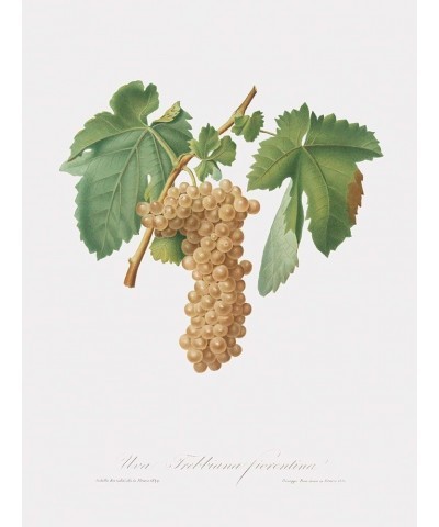 Uva Trebbiana Fiorentino - Trebbiano Grapes Print Only(Matte) 18x24 $148.48 Rectangular