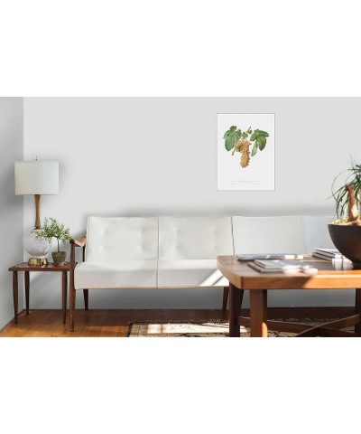 Uva Trebbiana Fiorentino - Trebbiano Grapes Print Only(Matte) 18x24 $148.48 Rectangular