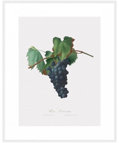 Uva Crovino - Grape White frame 24x32 $34.81 Designer