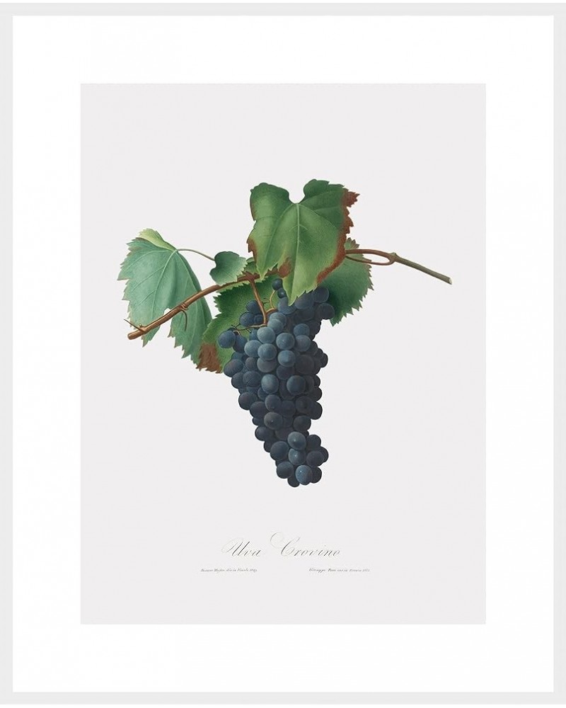 Uva Crovino - Grape White frame 24x32 $34.81 Designer