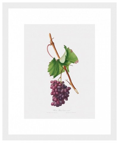 Uva Barbarossa - Grape Barberossa White frame 9x12 $108.88 Rectangular