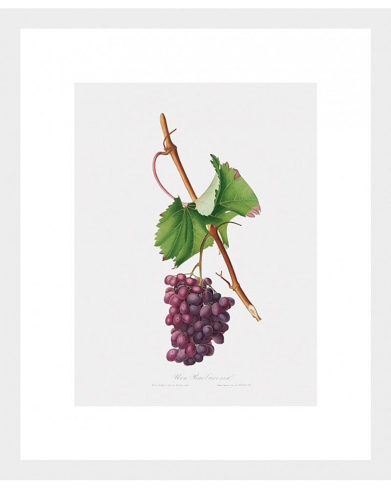 Uva Barbarossa - Grape Barberossa White frame 9x12 $108.88 Rectangular