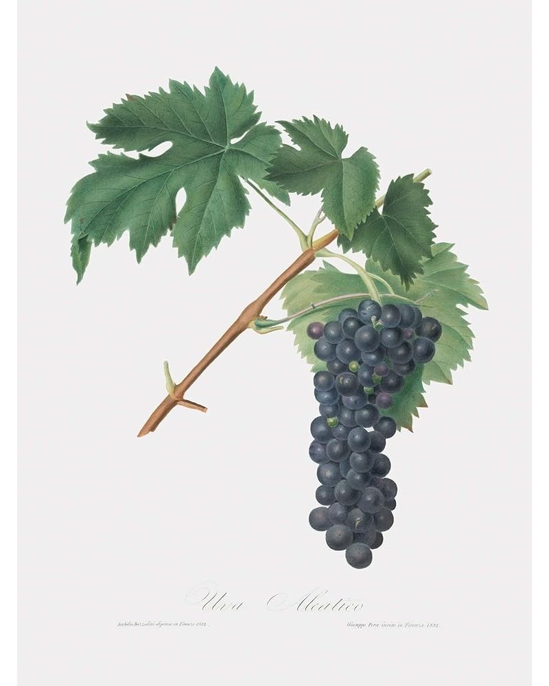 Uva Aleatico - Black Aleatico Grape Print Only(Matte) 30x40 $35.98 Designer