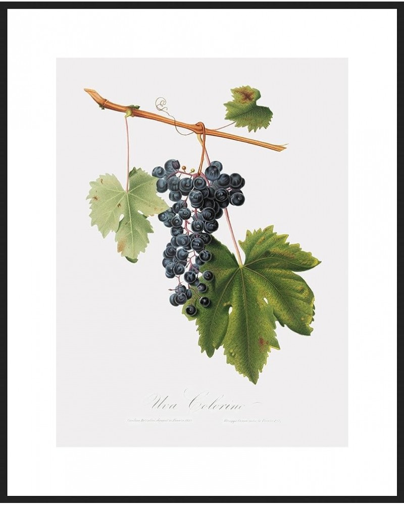 Uva Colorino - Grape Black frame 30x40 $125.38 Rectangular