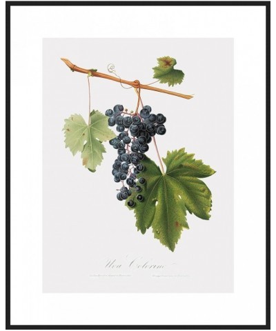 Uva Colorino - Grape Black frame 30x40 $125.38 Rectangular