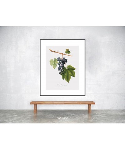 Uva Colorino - Grape Black frame 30x40 $125.38 Rectangular