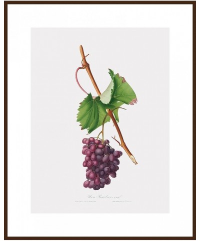 Uva Barbarossa - Grape Barberossa Walnut frame 30x40 $60.73 Rectangular