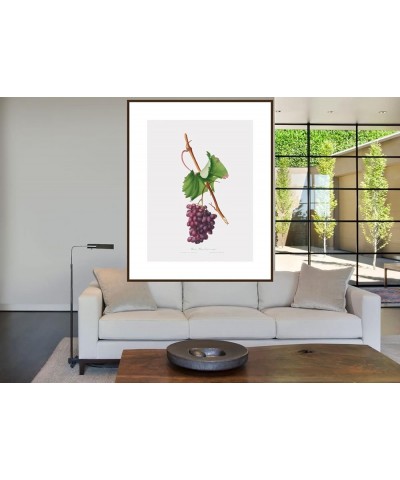 Uva Barbarossa - Grape Barberossa Walnut frame 30x40 $60.73 Rectangular