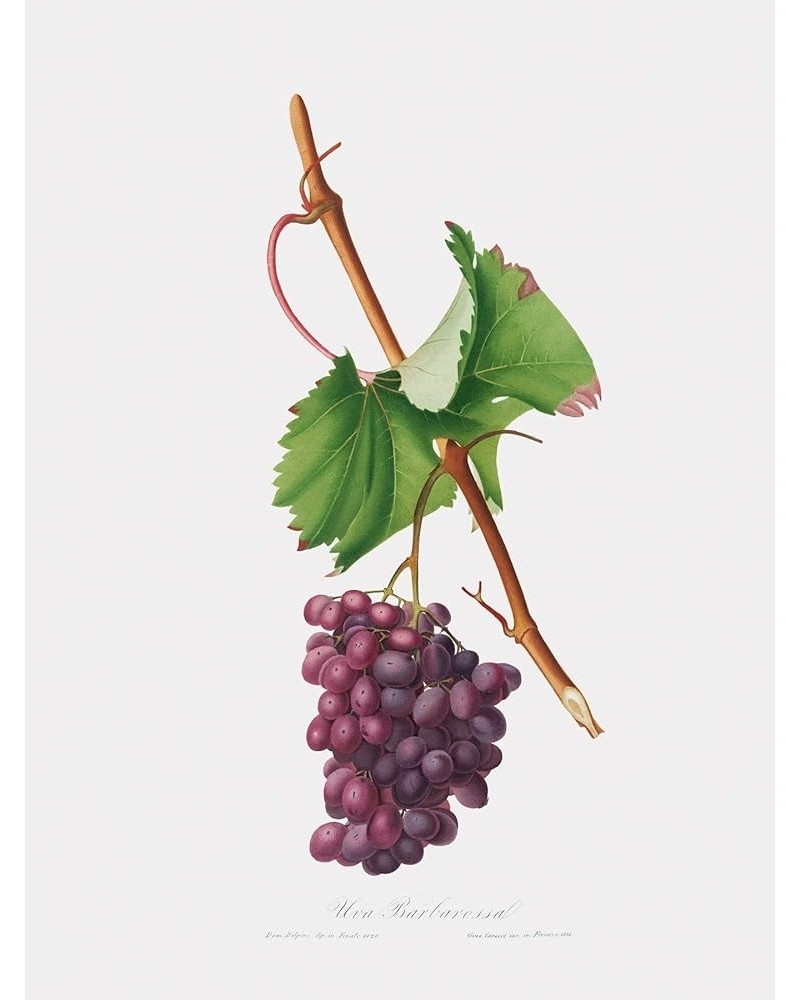 Uva Barbarossa - Grape Barberossa Print Only(Matte) 18x24 $44.98 Rectangular