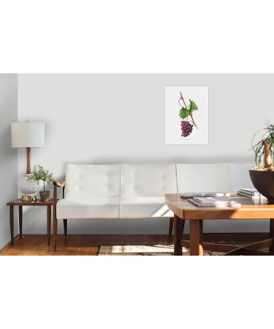 Uva Barbarossa - Grape Barberossa Print Only(Matte) 18x24 $44.98 Rectangular