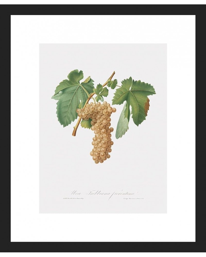 Uva Trebbiana Fiorentino - Trebbiano Grapes Black frame 9x12 $44.52 Designer