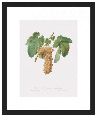 Uva Trebbiana Fiorentino - Trebbiano Grapes Black frame 9x12 $44.52 Designer