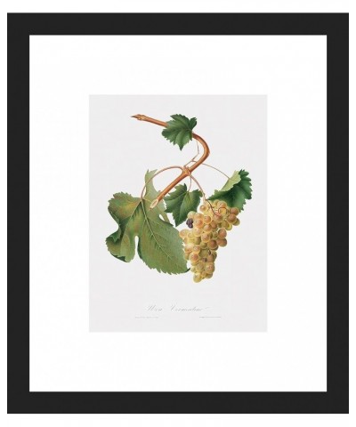 Uva Vermantino - Vermentino Grapes Black frame 6x8 $98.99 Rectangular