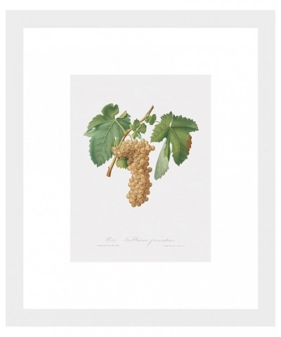 Uva Trebbiana Fiorentino - Trebbiano Grapes White frame 6x8 $64.78 Designer