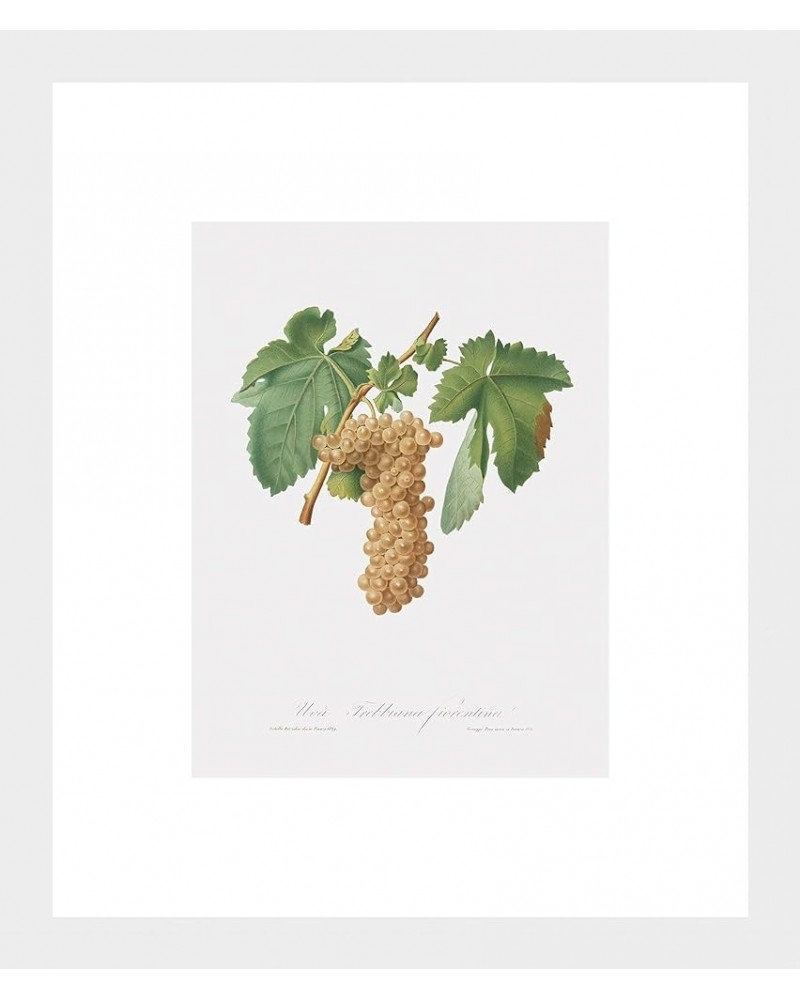 Uva Trebbiana Fiorentino - Trebbiano Grapes White frame 6x8 $64.78 Designer