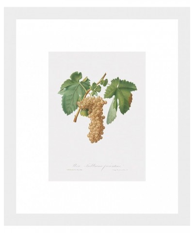 Uva Trebbiana Fiorentino - Trebbiano Grapes White frame 6x8 $64.78 Designer