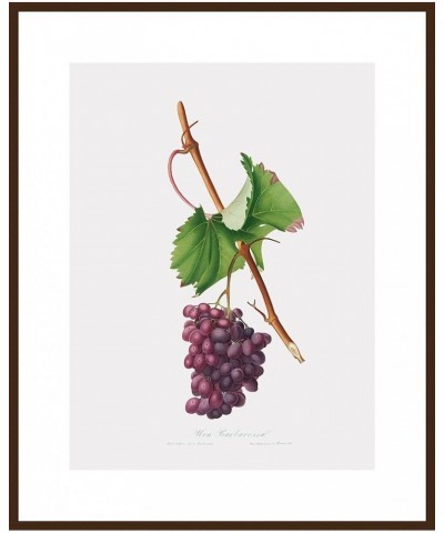 Uva Barbarossa - Grape Barberossa Walnut frame 24x32 $46.77 Rectangular