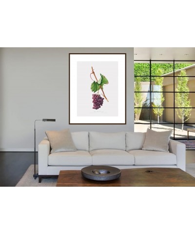 Uva Barbarossa - Grape Barberossa Walnut frame 24x32 $46.77 Rectangular