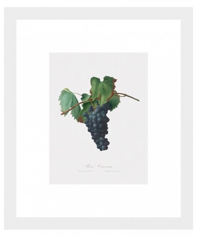 Uva Crovino - Grape White frame 6x8 $64.78 Designer