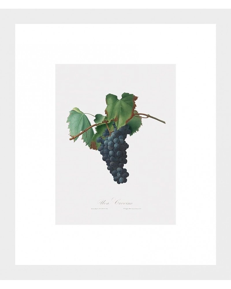 Uva Crovino - Grape White frame 6x8 $64.78 Designer