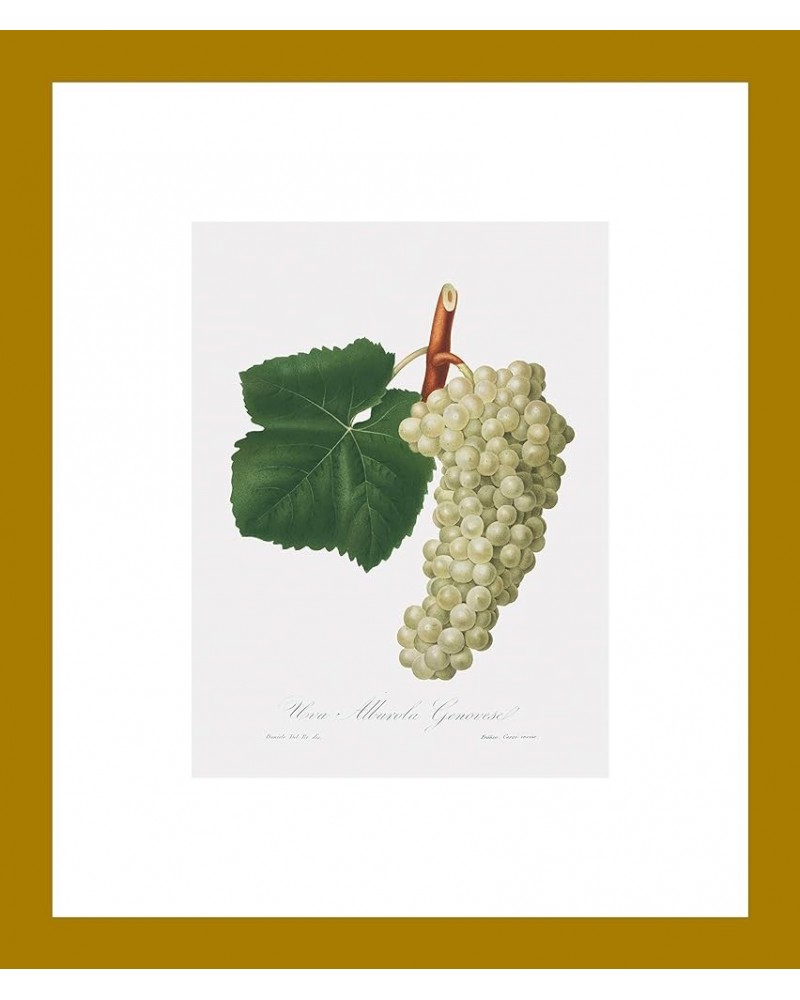 Uva Albarola Genovese - White Grape Gold frame 6x8 $38.05 Designer