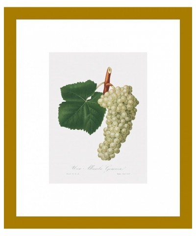 Uva Albarola Genovese - White Grape Gold frame 6x8 $38.05 Designer