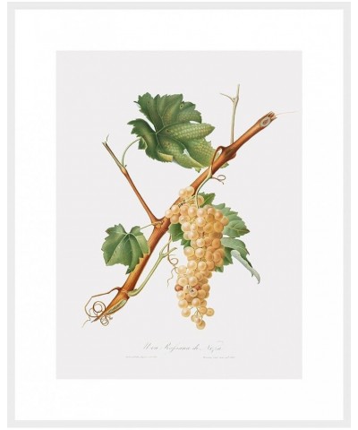 Uva Rossana di Nizza - Grape White frame 24x32 $39.58 Designer