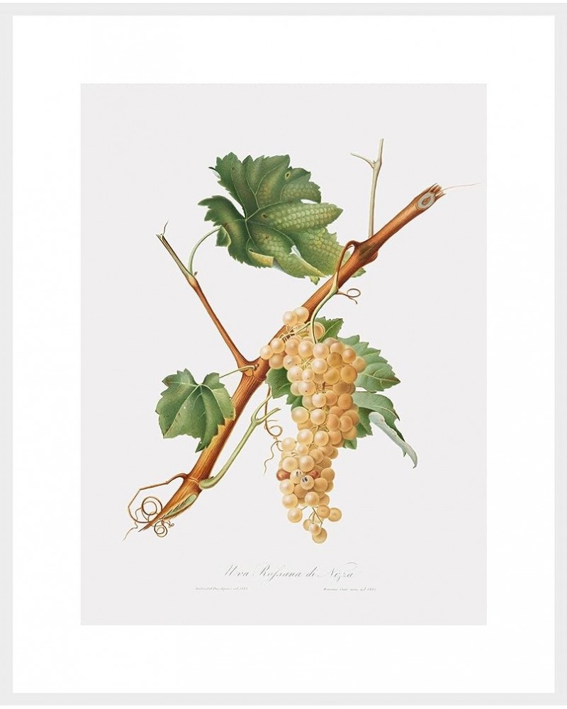 Uva Rossana di Nizza - Grape White frame 24x32 $39.58 Designer