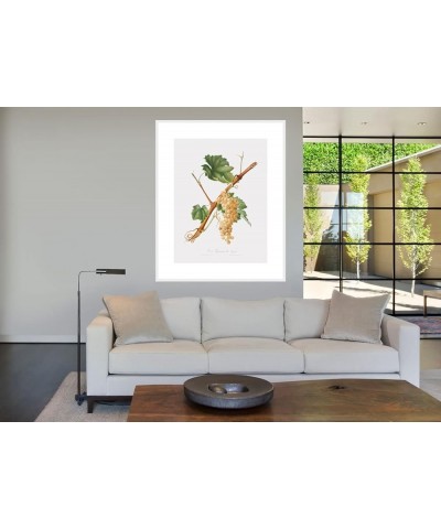 Uva Rossana di Nizza - Grape White frame 24x32 $39.58 Designer